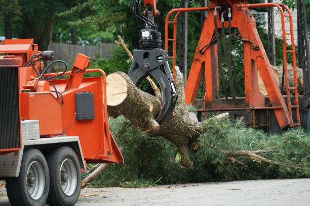 Best Tree Removal  in Hide A Way Lake, MS