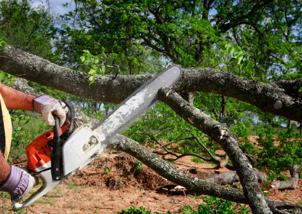 Lawn Pest Prevention in Hide A Way Lake, MS